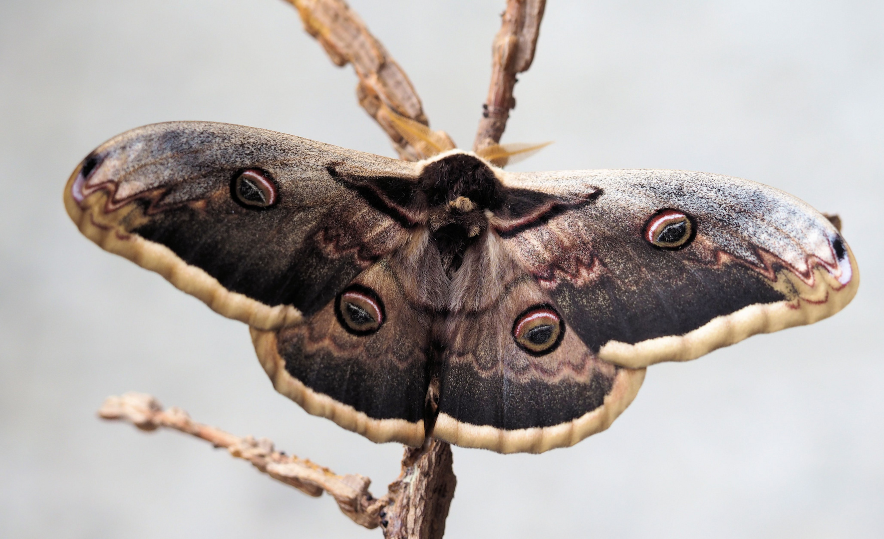 Saturnia pyri