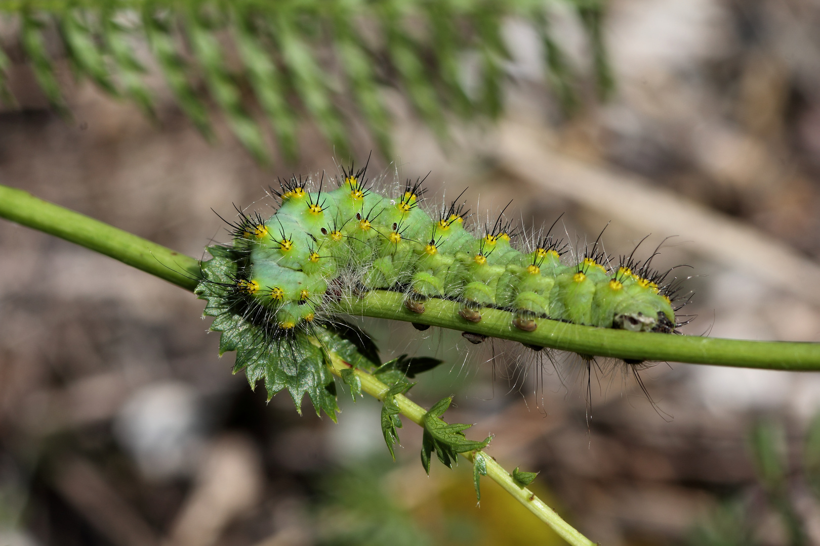 Saturnia(Eudia)pavionella