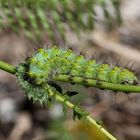 Saturnia(Eudia)pavionella