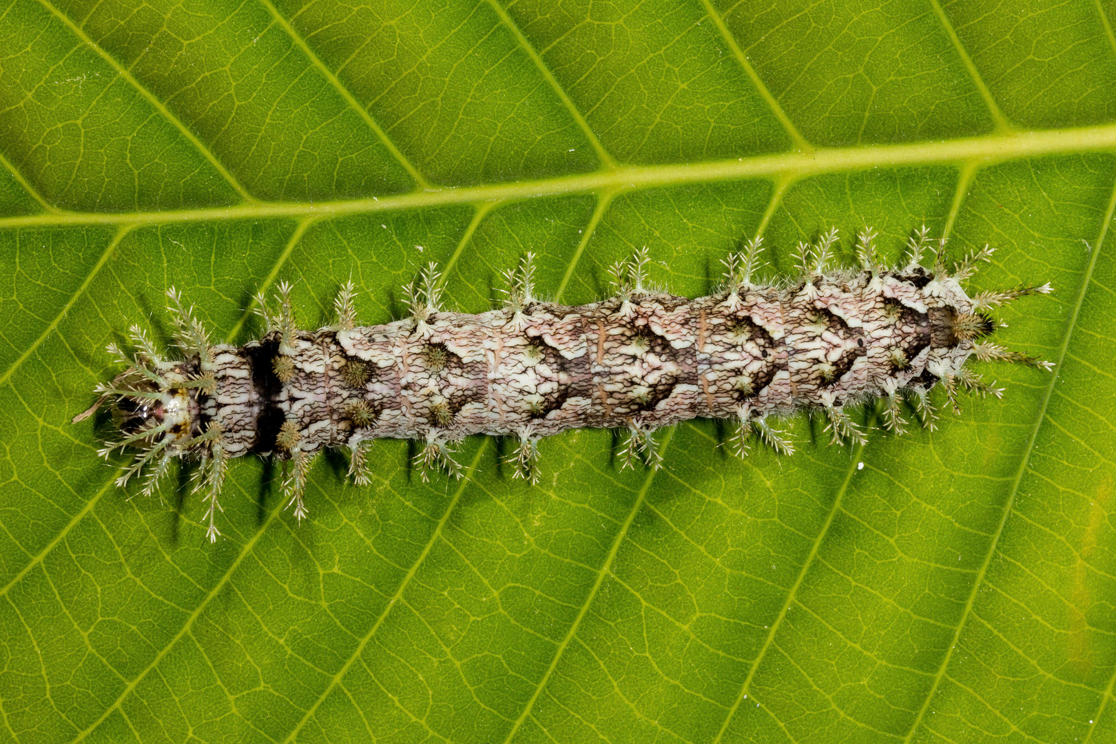 Saturniidae Caterpillar (Pseudodirphia sp.)