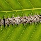 Saturniidae Caterpillar (Pseudodirphia sp.)