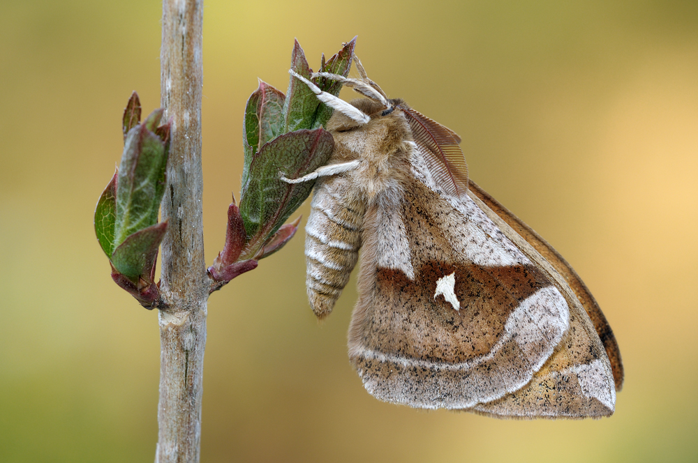 ~Saturniidae~