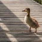 Saturnin en vadrouille