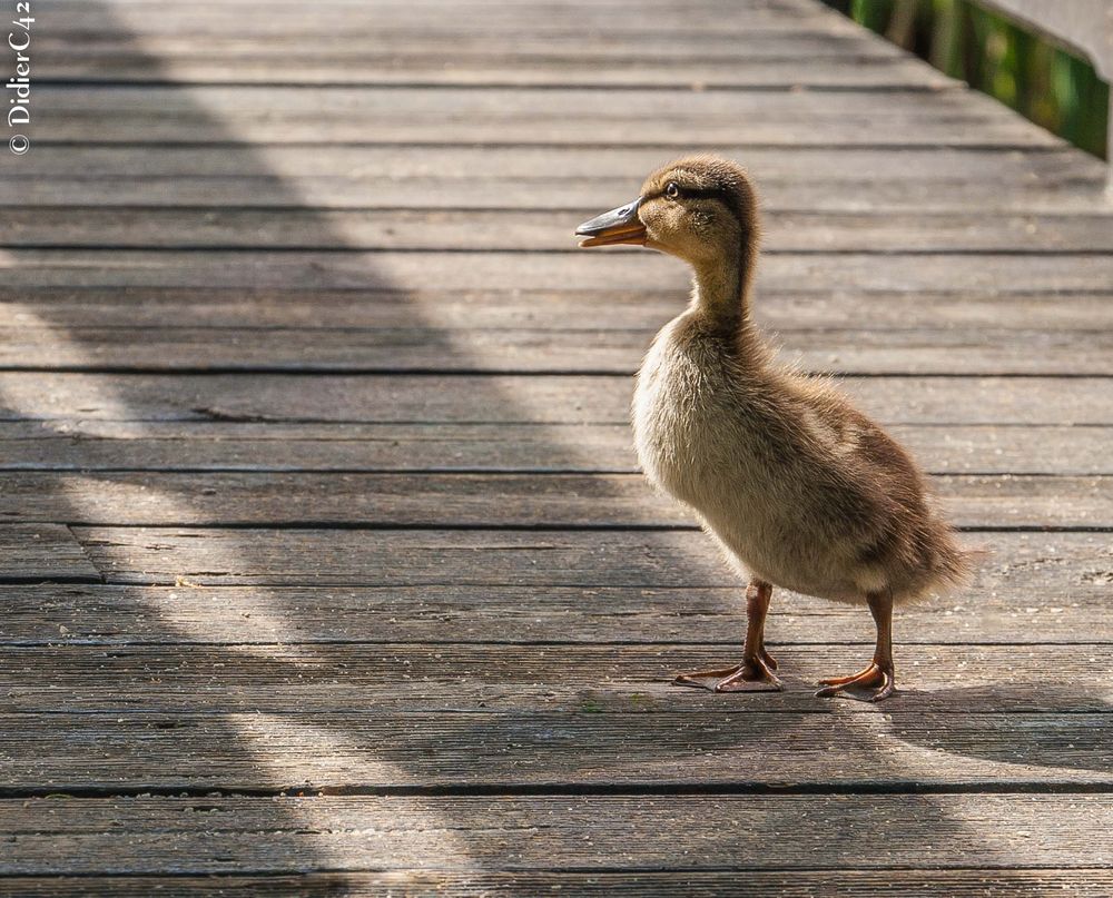 Saturnin en vadrouille