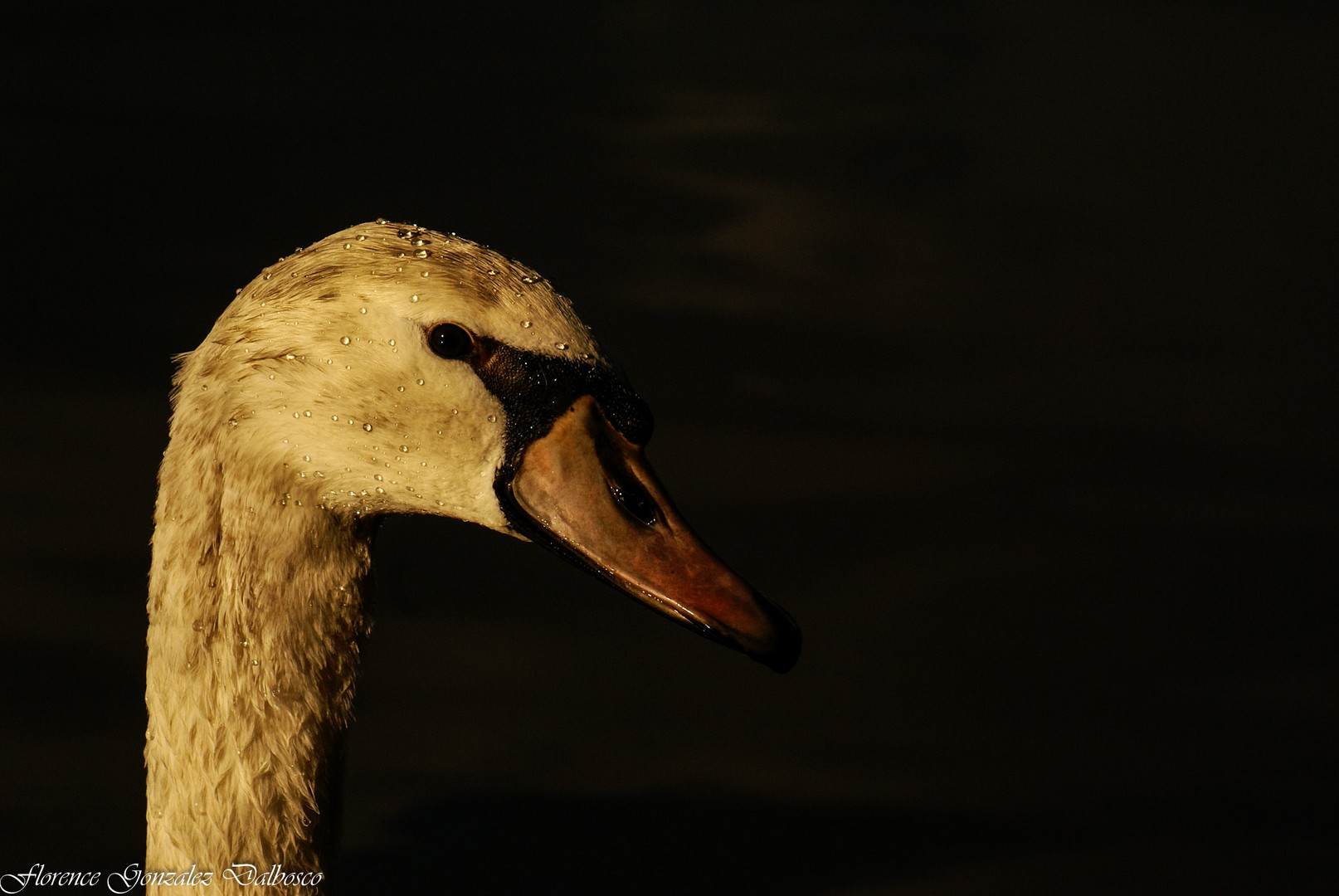 Saturnin vous mate  Lac de Viry Chatillon1 (1 sur 1)