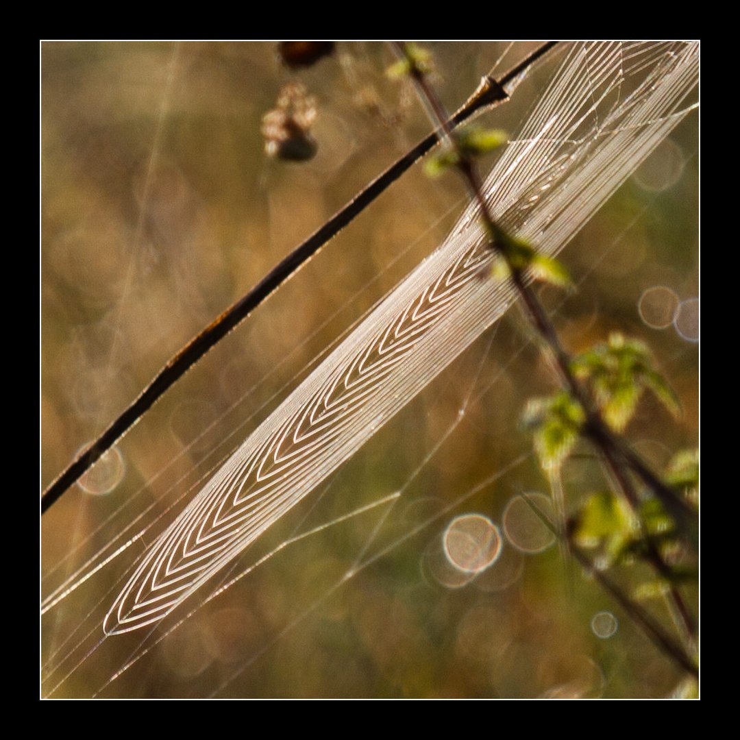 Saturnringe im Wiesenuniversum