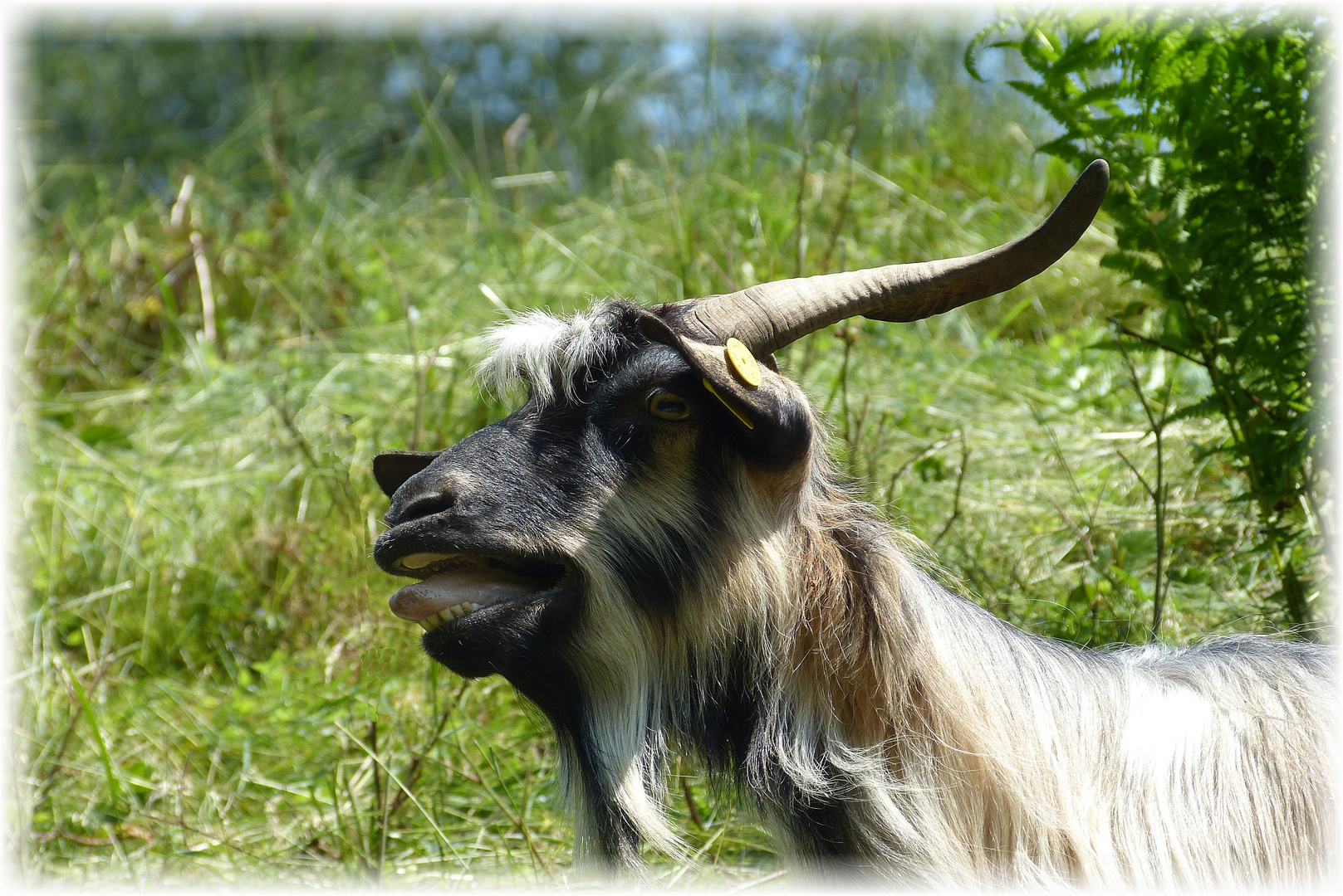 Satyr mit Knopf im Ohr
