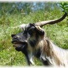 Satyr mit Knopf im Ohr