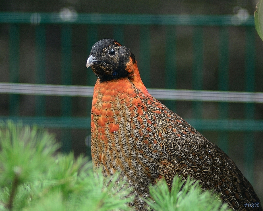 Satyr-Tragopan