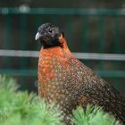 Satyr-Tragopan