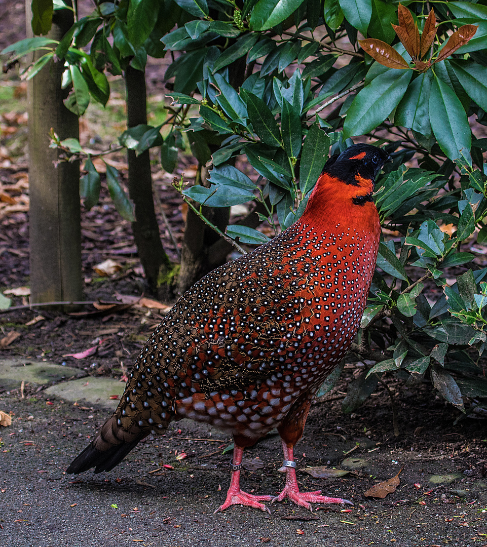 Satyr Tragopan 