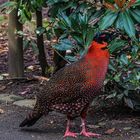 Satyr Tragopan 