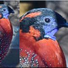 Satyr - Tragopan