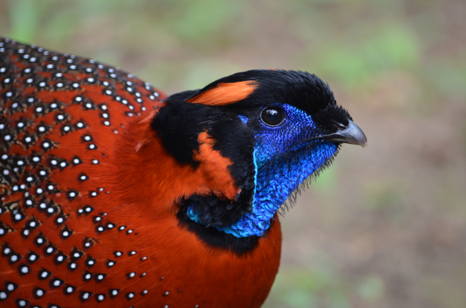 Satyr Tragopan Hahn