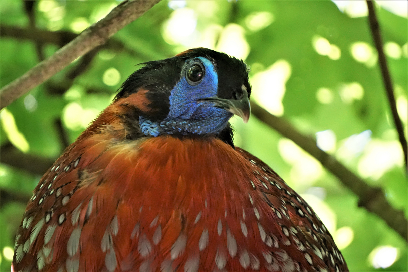 Satyr Tragopan im Baum 2