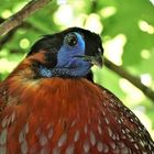 Satyr Tragopan im Baum 2