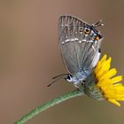 Satyrium abdominalis