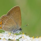 Satyrium acaciae