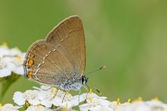 Satyrium acaciae