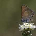 Satyrium acaciae , Sloe hairstreak