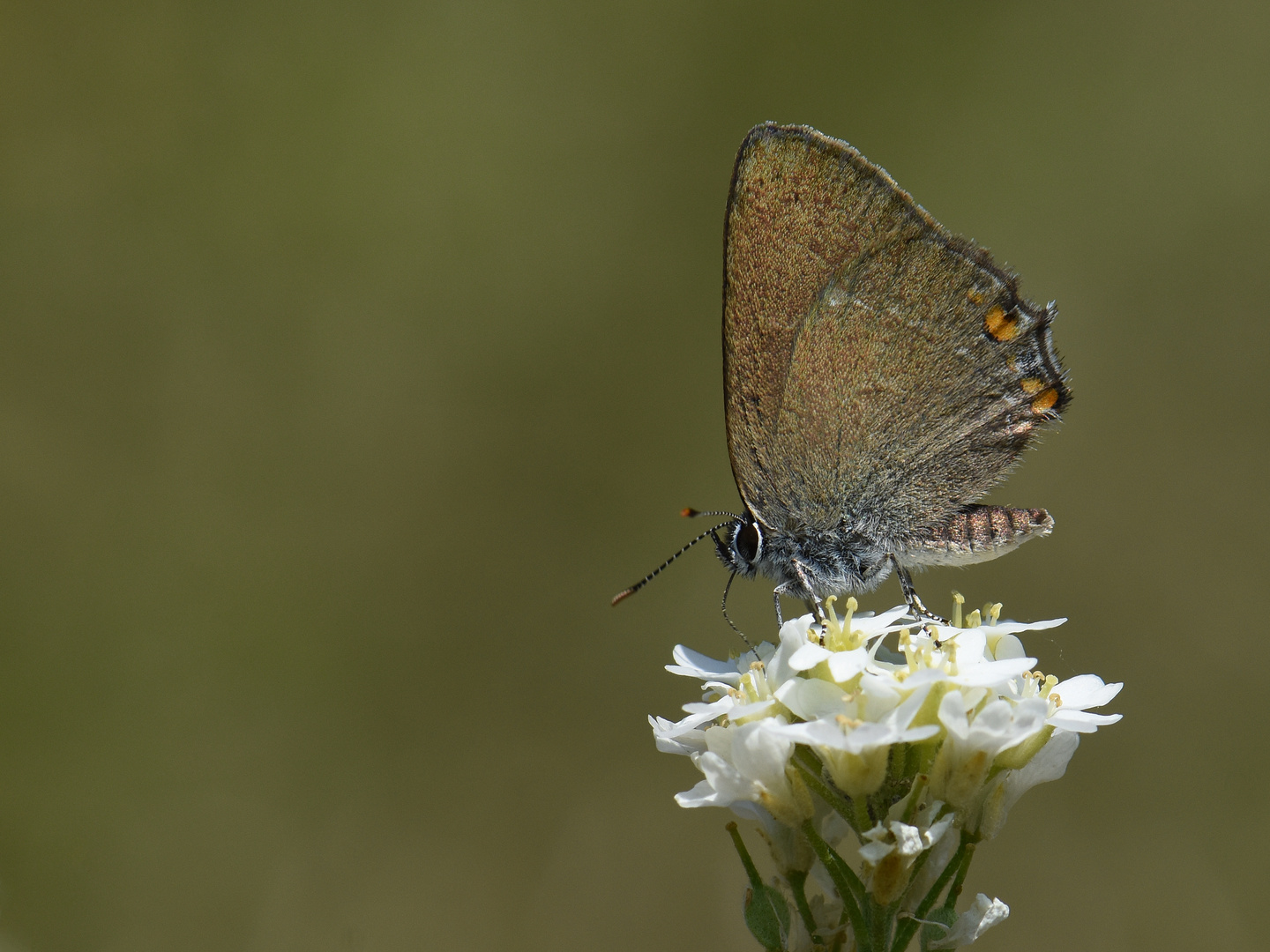 Satyrium acaciae  Sloe hairstreak