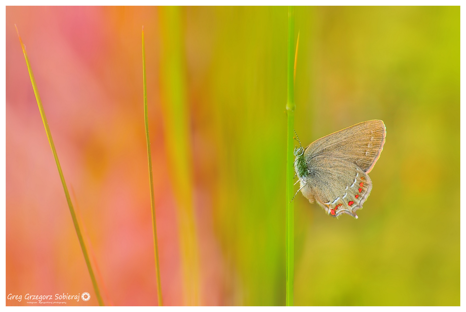 Satyrium esculi 