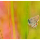 Satyrium esculi 