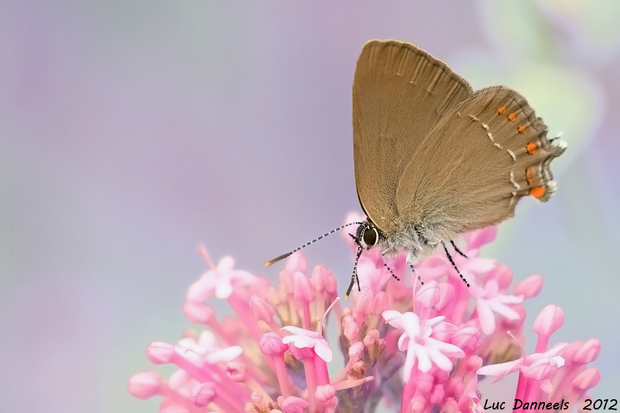 Satyrium ilicis