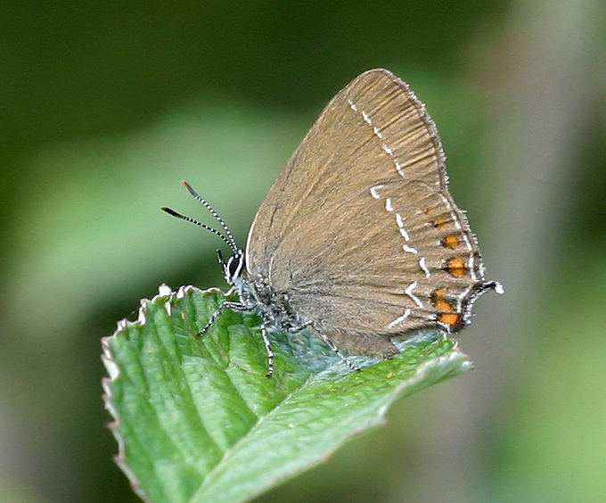 Satyrium ilicis