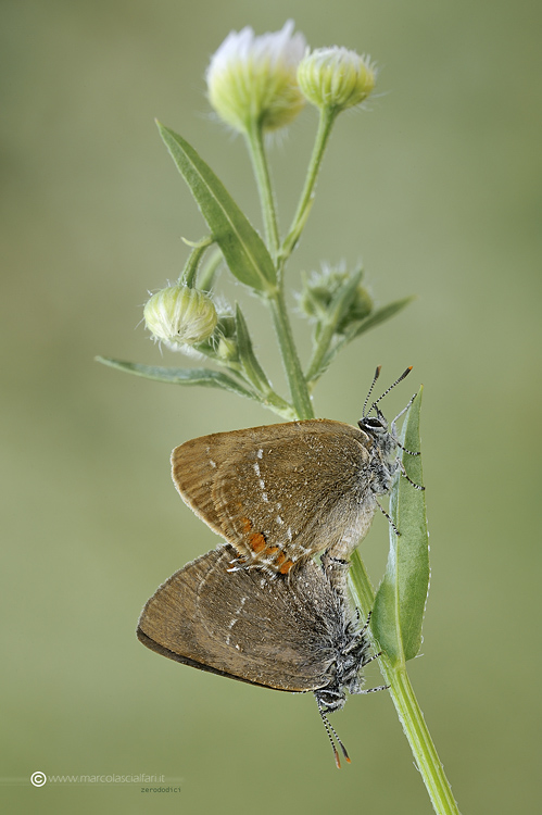 Satyrium ilicis (Esper, 1779)