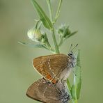 Satyrium ilicis (Esper, 1779)