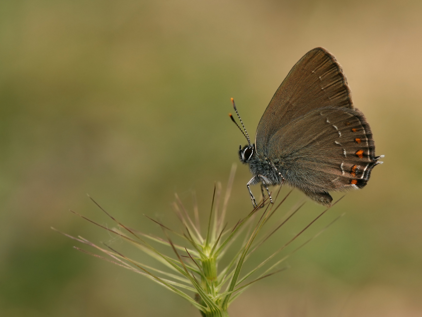 Satyrium ilicis » Ilex Hairstreak