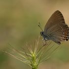 Satyrium ilicis » Ilex Hairstreak