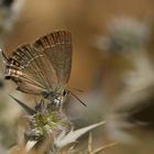 Satyrium marcidum » Riley's Hairstreak