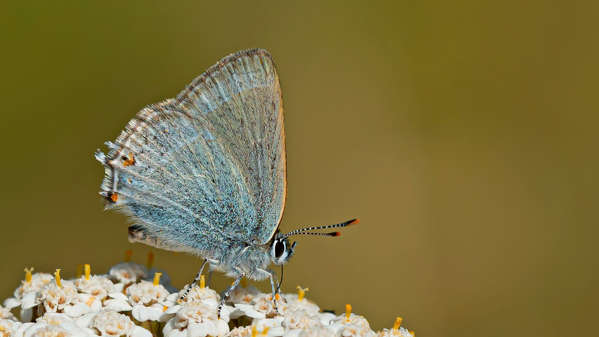 Satyrium myrtale