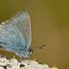 Satyrium myrtale