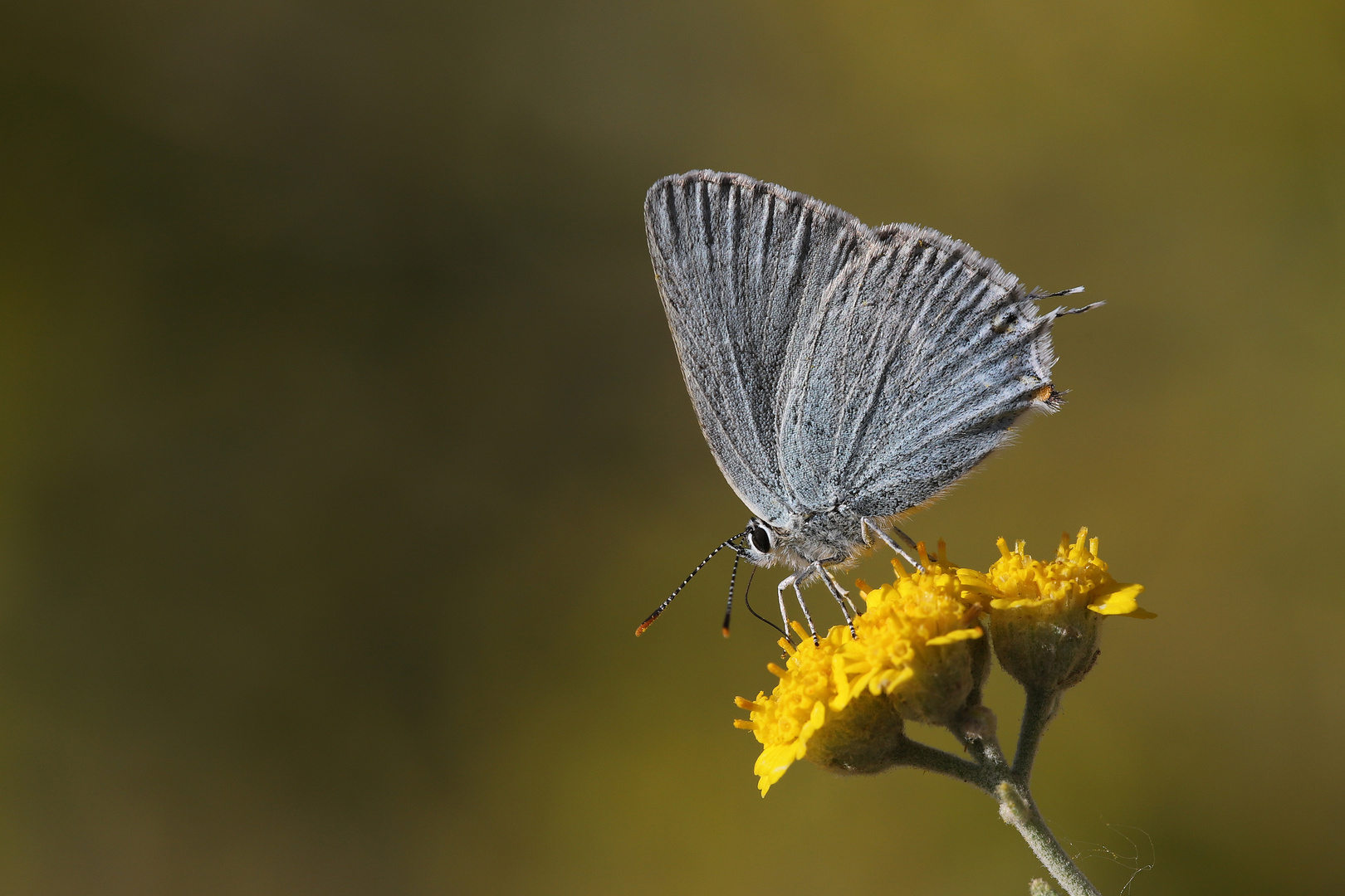 Satyrium myrtale » Rebels hairstreak