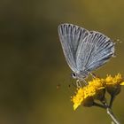 Satyrium myrtale » Rebels hairstreak