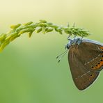 "Satyrium pruni"