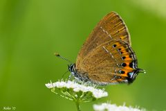 Satyrium pruni