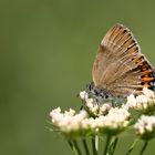 Satyrium pruni » Black hairstreak