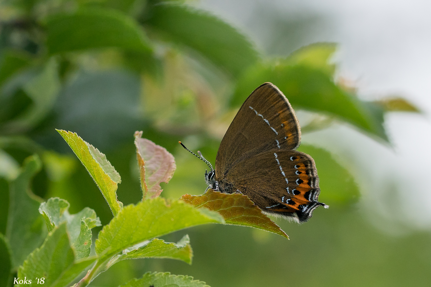 Satyrium pruni