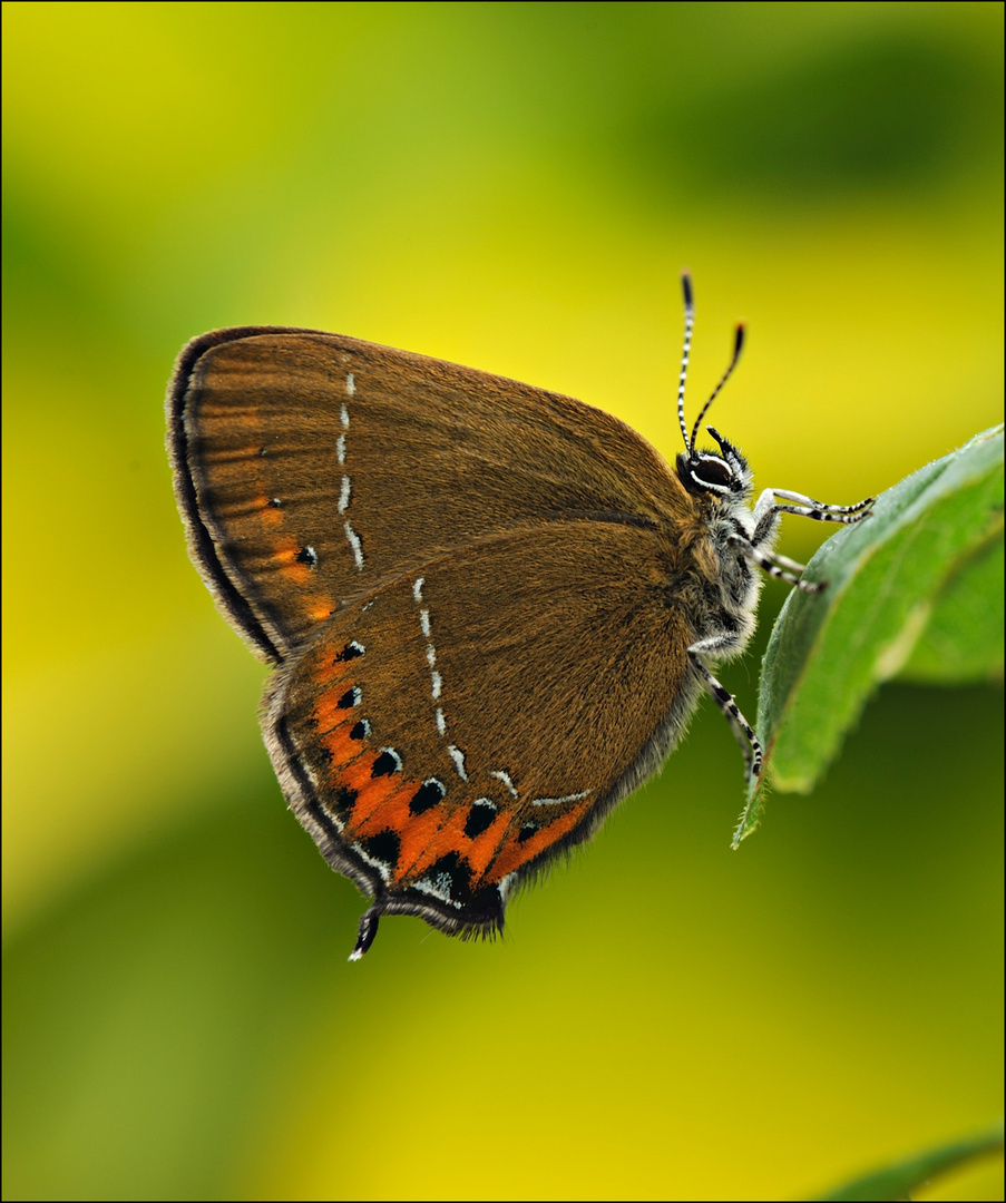 Satyrium pruni Foto & Bild natur, hessen, insekten Bilder auf