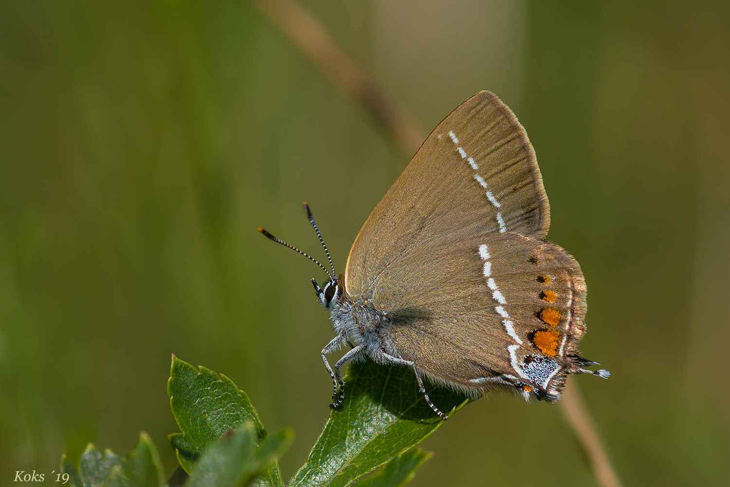 Satyrium spini