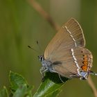 Satyrium spini