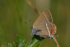 Satyrium spini