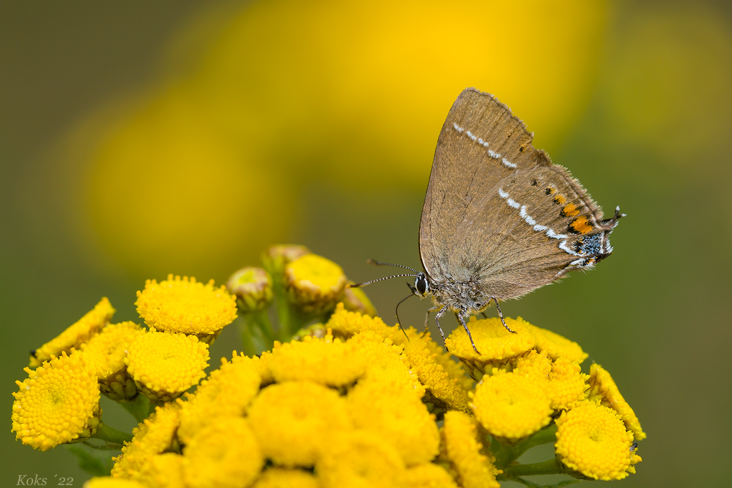 Satyrium spini