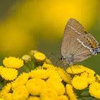 Satyrium spini