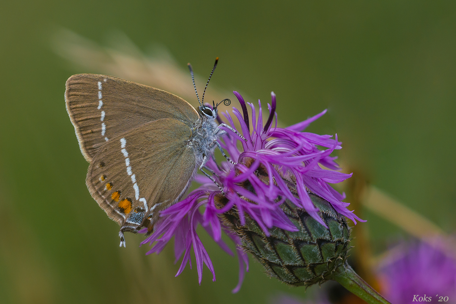 Satyrium spini