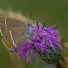 Satyrium spini